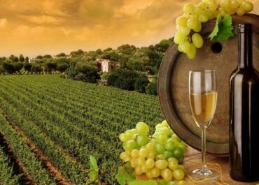 თსუ-ს მაგისტრატურის სტუდენტებისთვის თსუ-ში ღვინის სამართლის კლინიკა დაარსდა